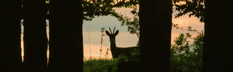 Rifle on the shooting field at golden hour